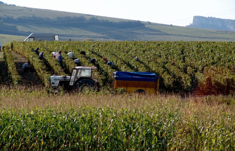 1.5 Les vendanges en septembre