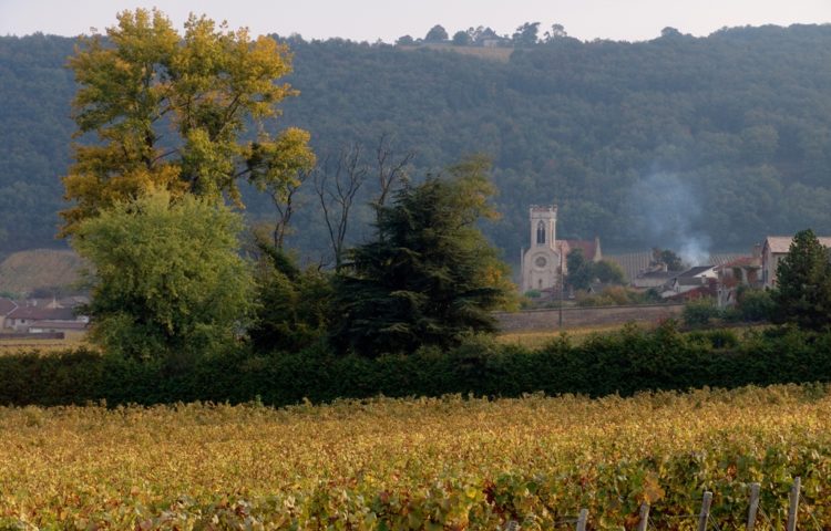 ... en traversant les vignobles du Pouilly Fuissé.