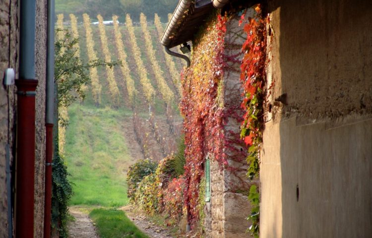 1.9 Le sentier vers les vignes